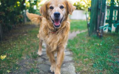Caring for Senior Pets: Tips and Advice for Keeping Your Older Pet Healthy and Happy