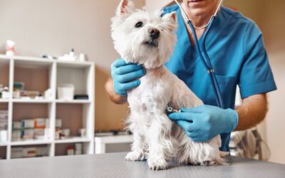 The Benefits of Regular Pet Check-Ups